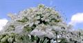 Heracleum perscicum